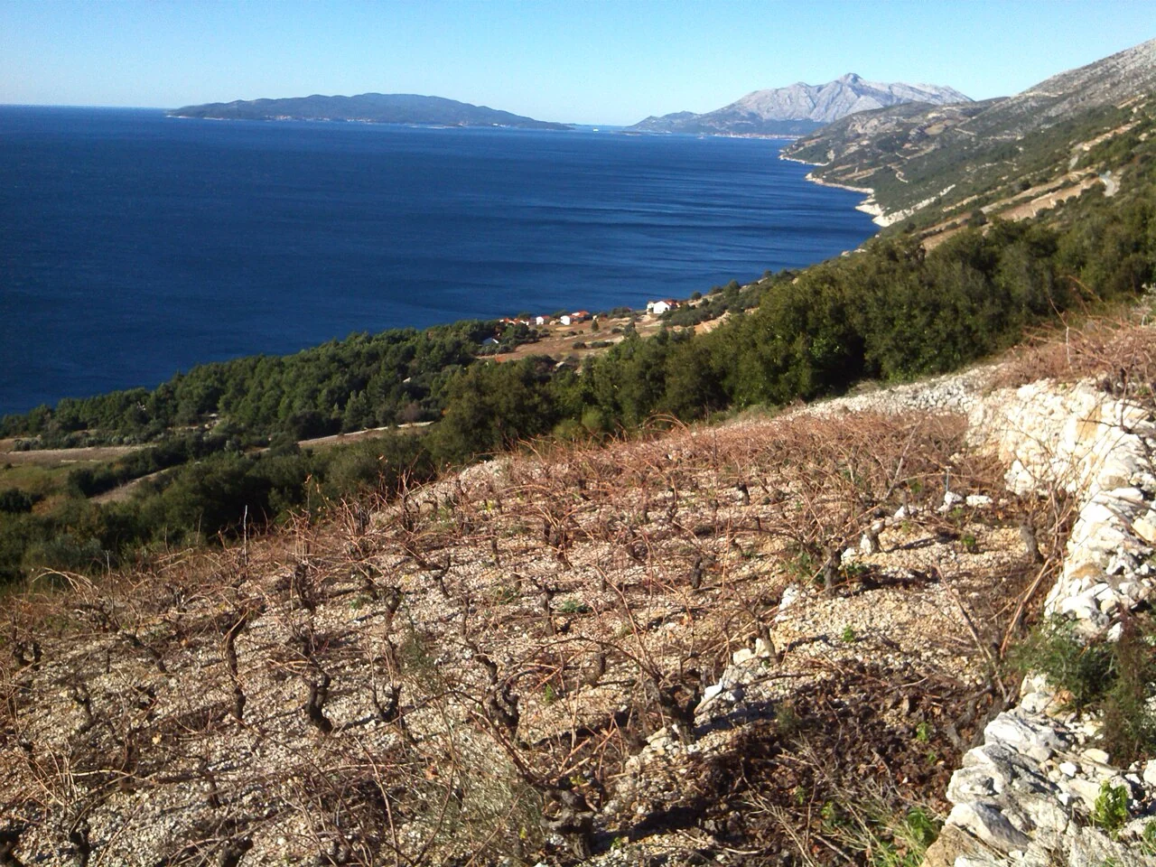 Steep Dingač vineyards overlooking the Adriatic on Pelješac